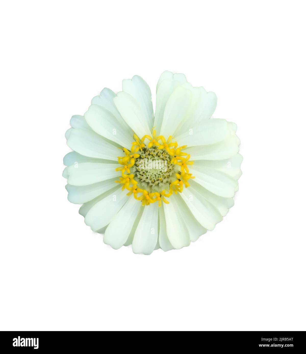 zinnia fiori su sfondo bianco Foto Stock