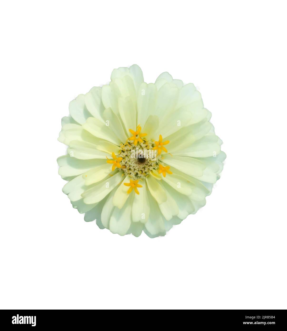 zinnia fiori su sfondo bianco Foto Stock