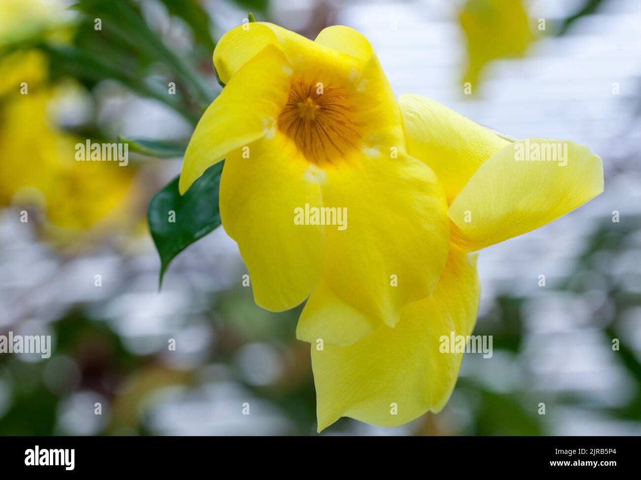 Primo piano della fioritura giallo tropicale, Carludovica palmata Foto Stock