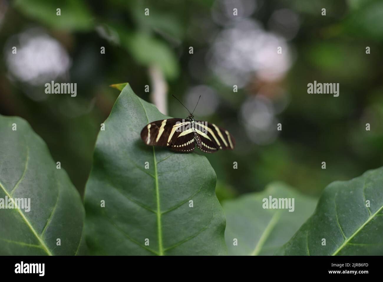 Farfalla Zebra Longwing su una foglia verde Foto Stock