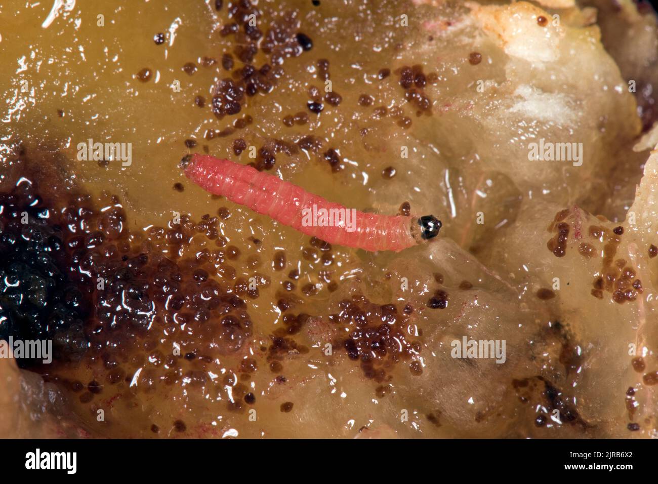 Falco di frutti di susina (Grapholita funebrana) bruco tra i fronzoli in una sezione di frutti di susina Victoria danneggiata, Berkshire, agosto Foto Stock