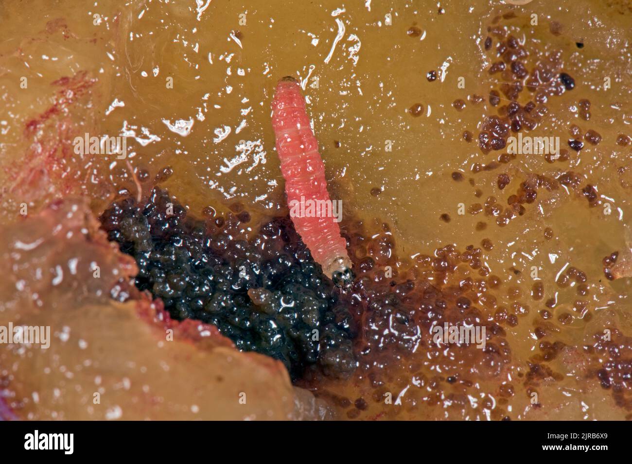 Falco di frutti di susina (Grapholita funebrana) bruco tra i fronzoli in una sezione di frutti di susina Victoria danneggiata, Berkshire, agosto Foto Stock