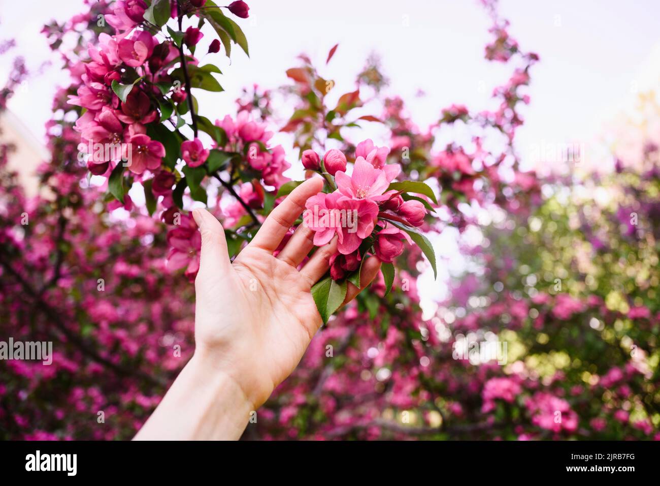 Mano di donna che tocca i fiori di mela Foto Stock