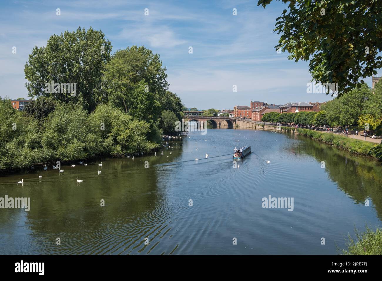 Una barca e cigni sul fiume Severn a Worcester, Regno Unito Foto Stock