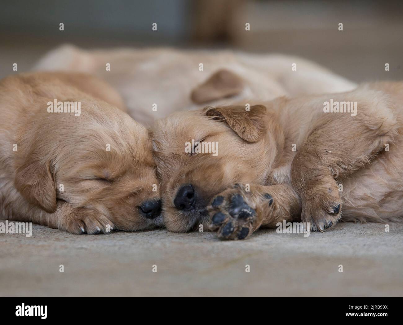 Due cuccioli Golden Retriever che dormono insieme Foto Stock