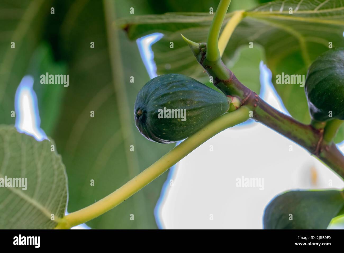 Primo piano fichi su Un albero ad Amsterdam Paesi Bassi 20-8-2022 Foto Stock