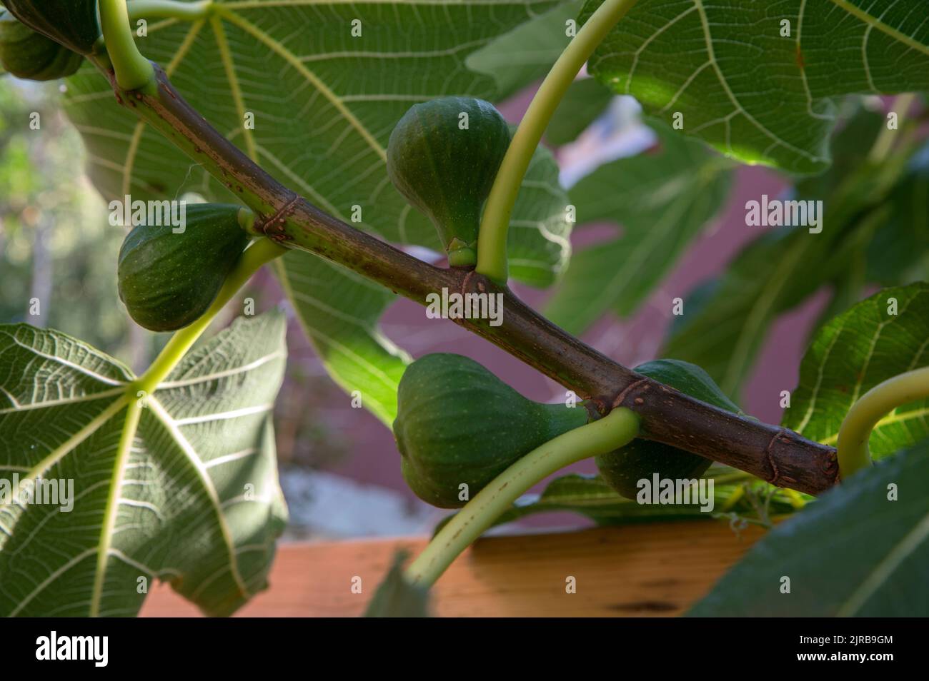 Primo piano di fichi su Un albero ad Amsterdam Paesi Bassi 22-8-2022 Foto Stock