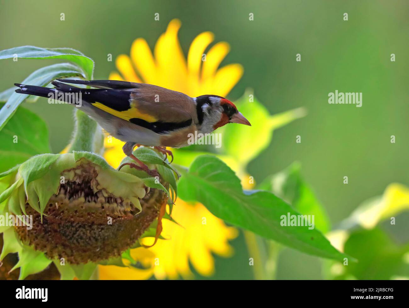 Oreficeria europea (Carduelis carduelis) che si appollaiano sul girasole Foto Stock