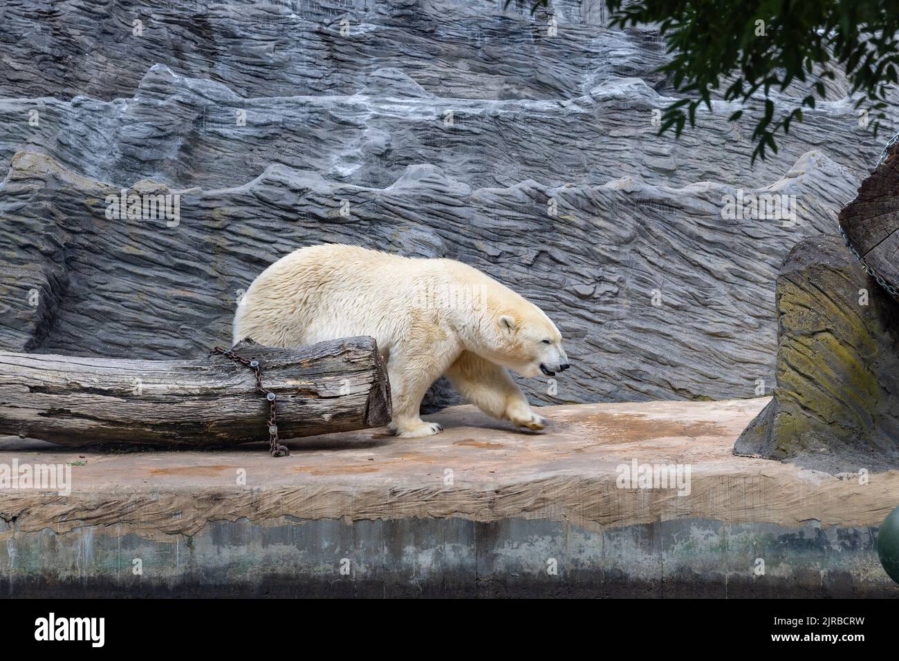 L'orso polare si trova nella gabbia all'aperto dello zoo di Praga Foto Stock