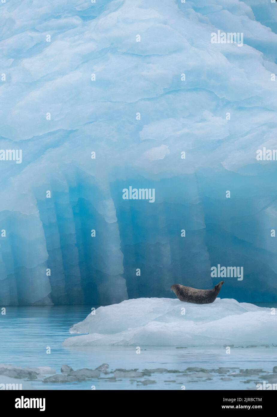 USA, Alaska, Stikine-LaConte Wilderness, ghiacciaio LaConte. Foca di porto aka foca comune su iceberg (SELVAGGIO: Phoca vitulina) Foto Stock