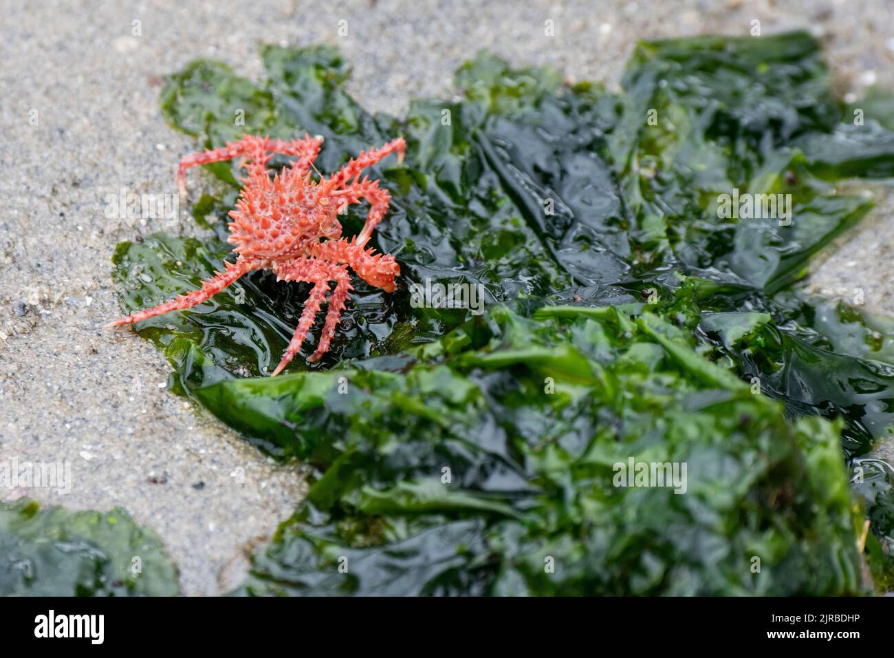 USA, Alaska del sud-est, Inside Passage, Wood Spit. Giovane granchio rosso del re aka granchio del re dell'Alaska (Paralithodes camtschaticus) sulle alghe marine comuni della lattuga. Foto Stock