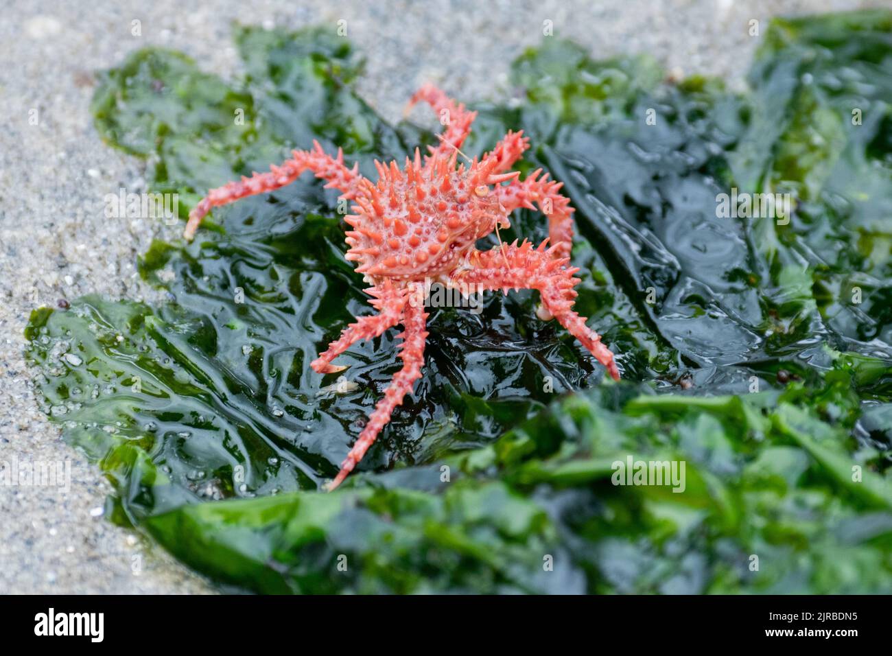 USA, Alaska del sud-est, Inside Passage, Wood Spit. Giovane granchio rosso del re aka granchio del re dell'Alaska (Paralithodes camtschaticus) sulle alghe marine comuni della lattuga. Foto Stock