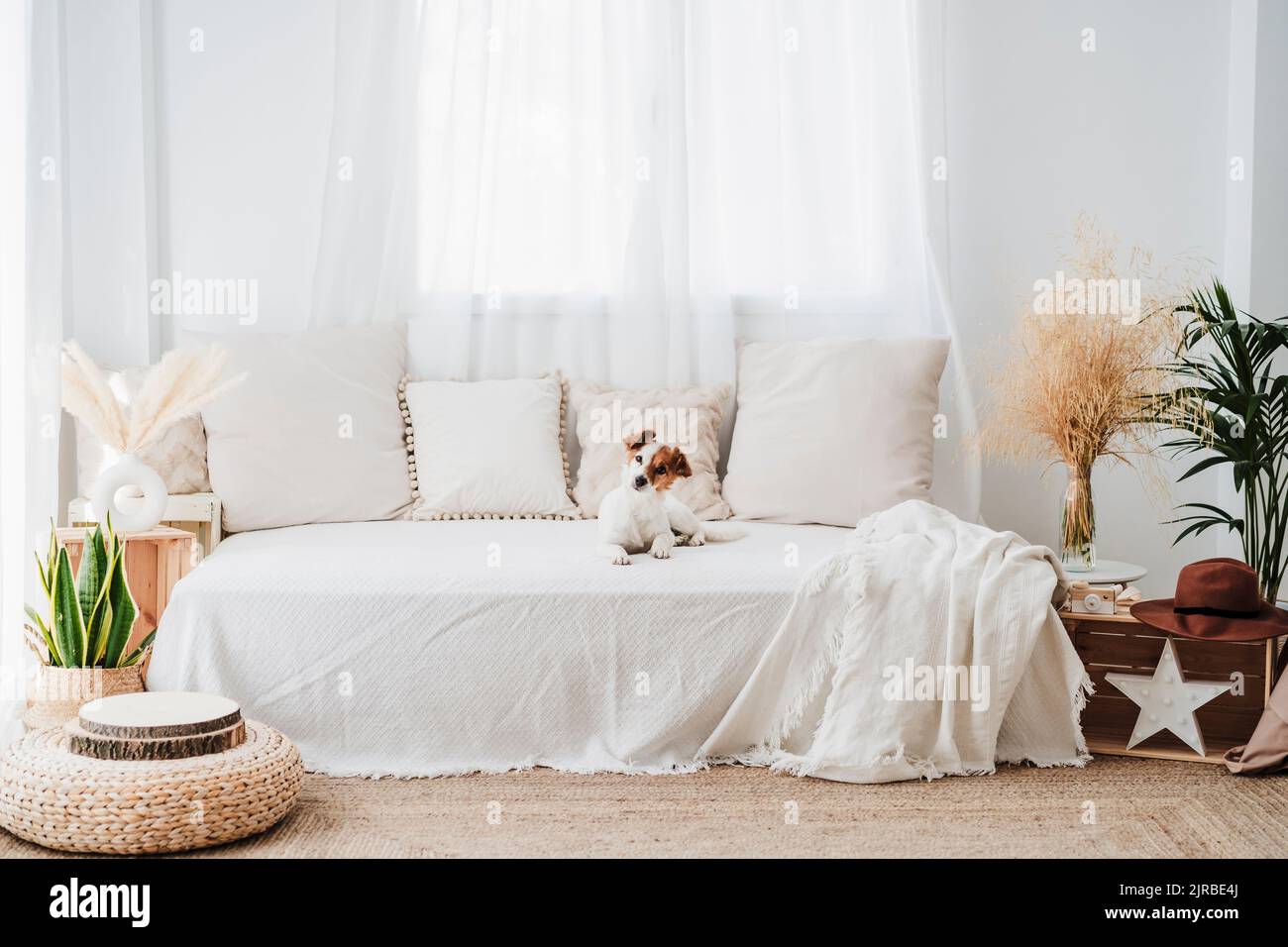 Cane seduto sul divano nel soggiorno di una casa Foto Stock