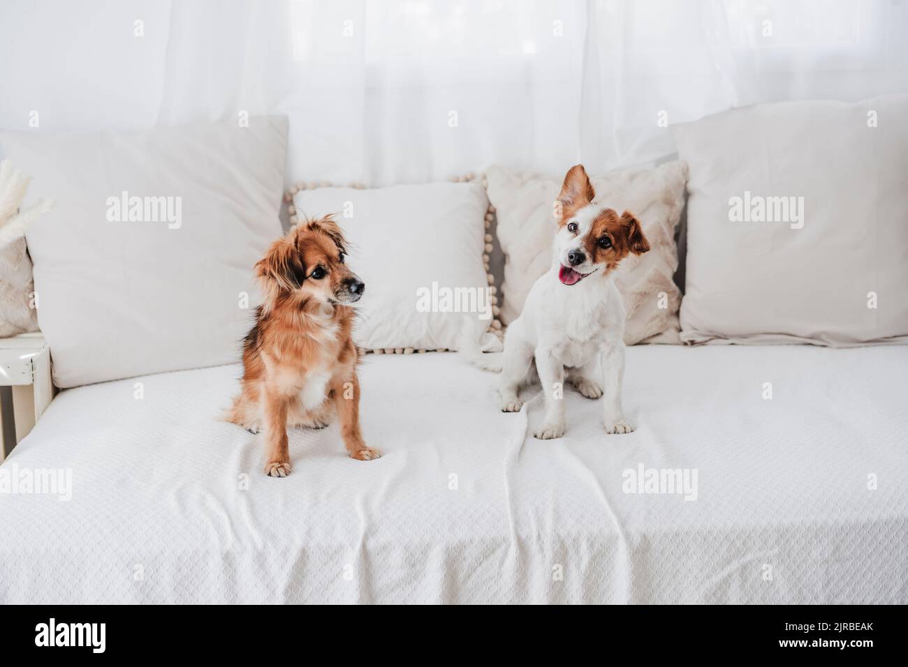 Cani seduti sul divano di casa Foto Stock