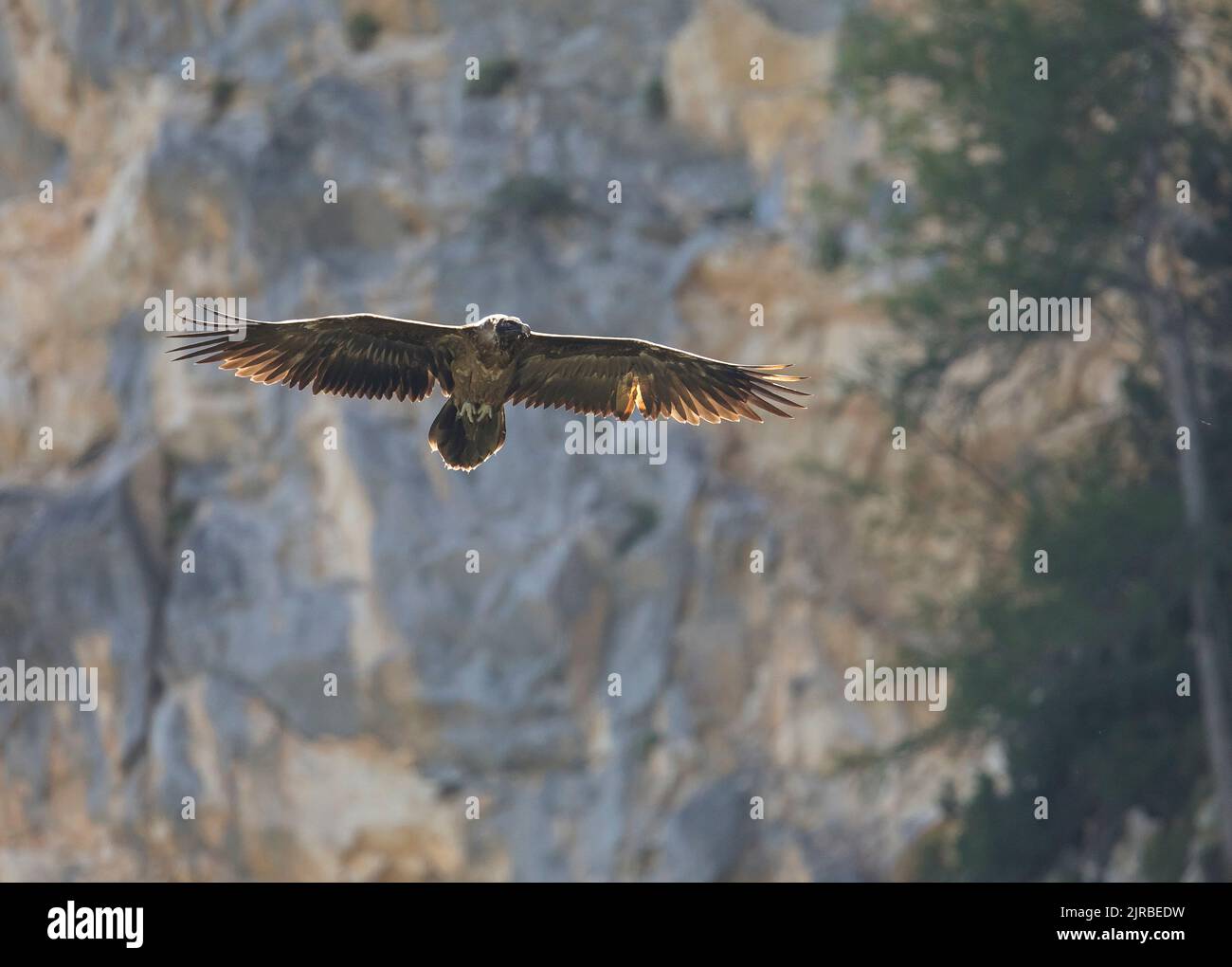 Avvoltoio bearato (Gypaetus barbatus) in volo Foto Stock