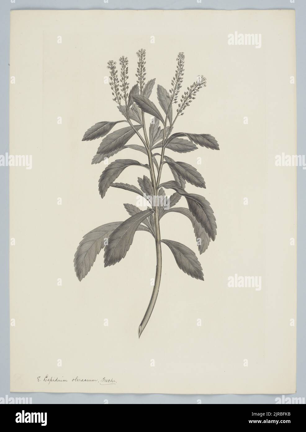 Lepidium oleraceum G. Forster, 1769, di Sydney Parkinson, Frederick Nodder, Daniel MacKenzie. Dono del British Museum, 1895. Foto Stock