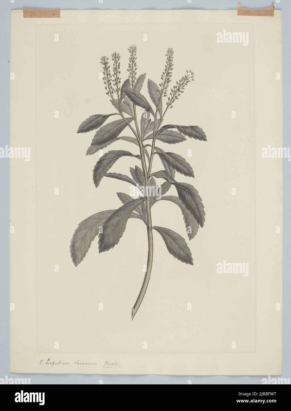 Lepidium oleraceum G. Forster, 1769, di Sydney Parkinson, Frederick Nodder, Daniel MacKenzie. Dono del British Museum, 1895. Foto Stock