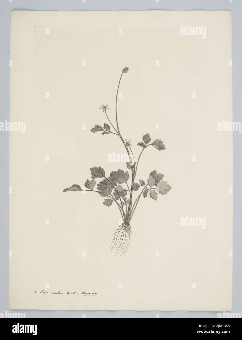 Ranunculus hirtus Banks & Solander ex de Candolle, 1769, di Sydney Parkinson, Frederick Nodder, Daniel MacKenzie. Dono del British Museum, 1895. Foto Stock