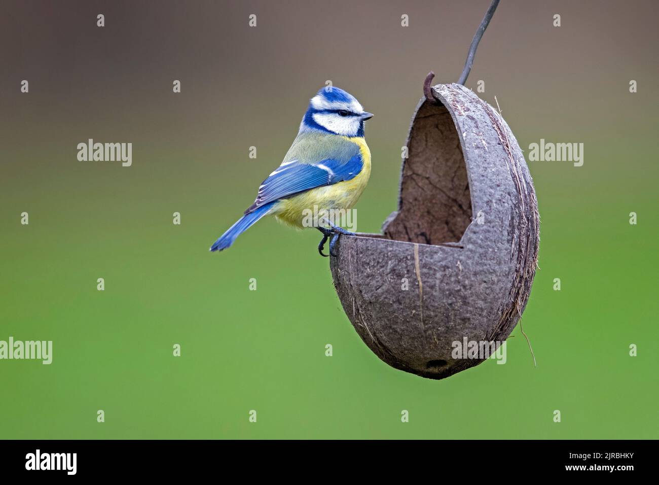Tit blu (Cyanistes caeruleus / Parus caeruleus) mangiare grasso, noci e semi di cocco riempito al giardino di alimentazione uccello in inverno Foto Stock