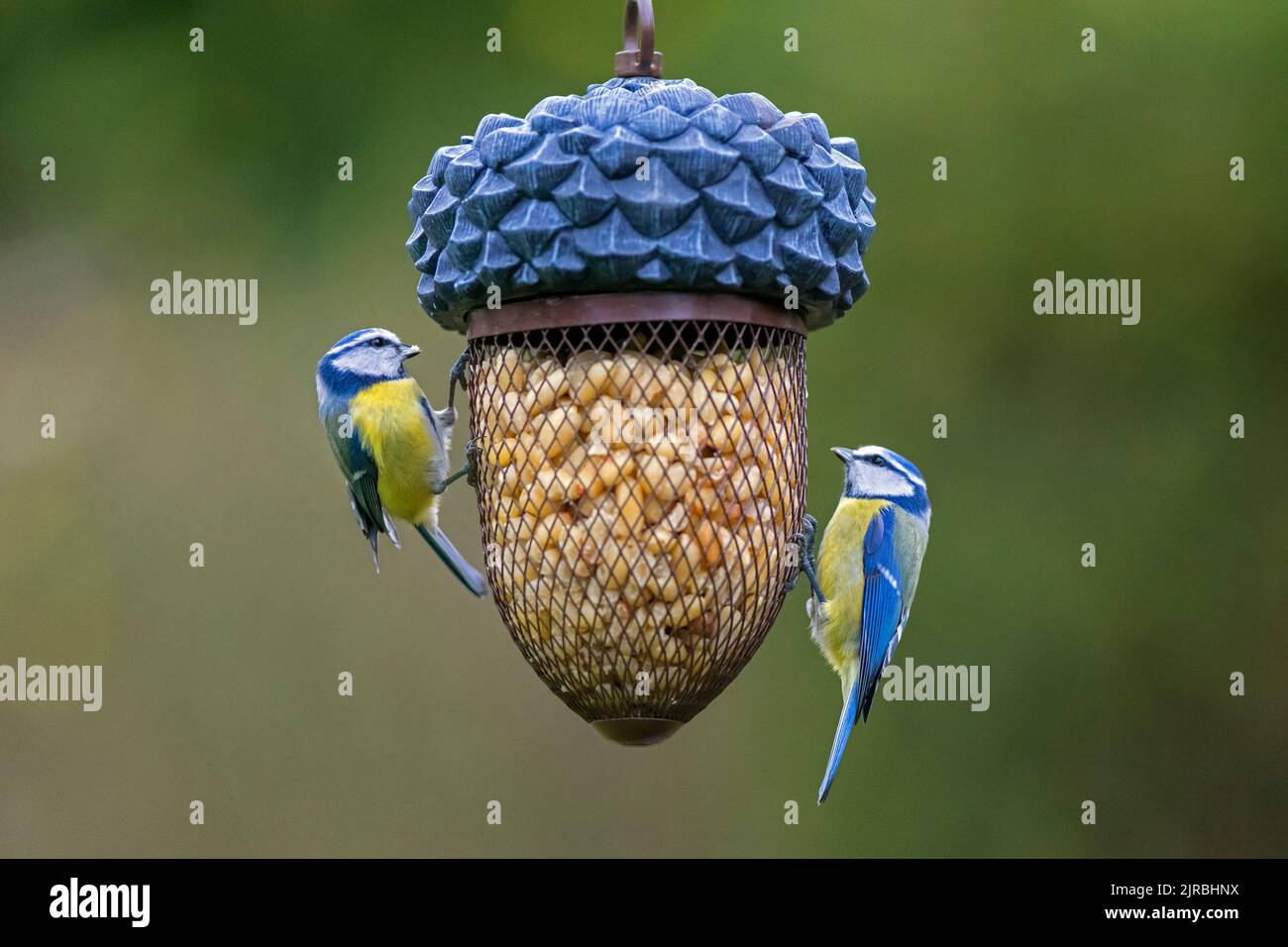 Due tette blu (Cyanistes caeruleus / Parus caeruleus) mangiare arachidi da alimentatore di uccelli da giardino in inverno Foto Stock