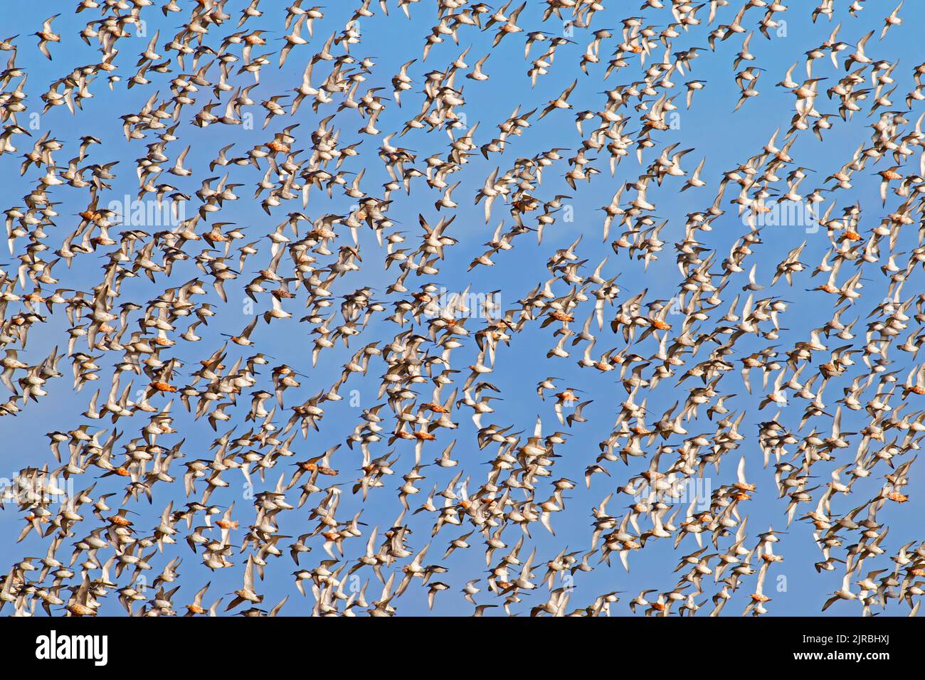 Enorme gregge di godwits a coda di bar (Limosa laponica) e nodi rossi (Calidris canutus) che volano contro il cielo blu lungo la costa del Mare del Nord in primavera Foto Stock