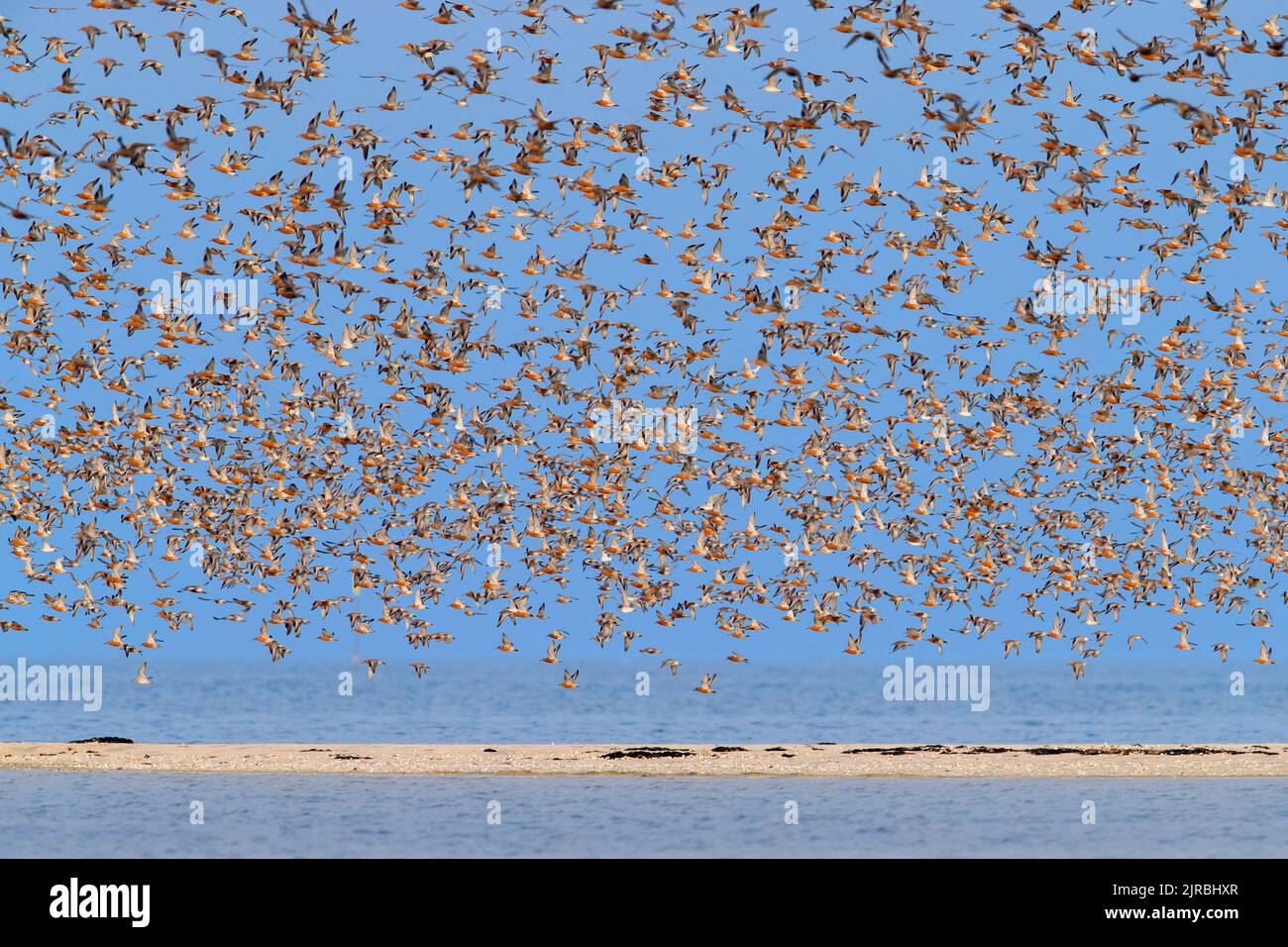Enorme gregge di godwits a coda di bar (Limosa laponica) e nodi rossi (Calidris canutus) che volano contro il cielo blu lungo la costa del Mare del Nord in primavera Foto Stock