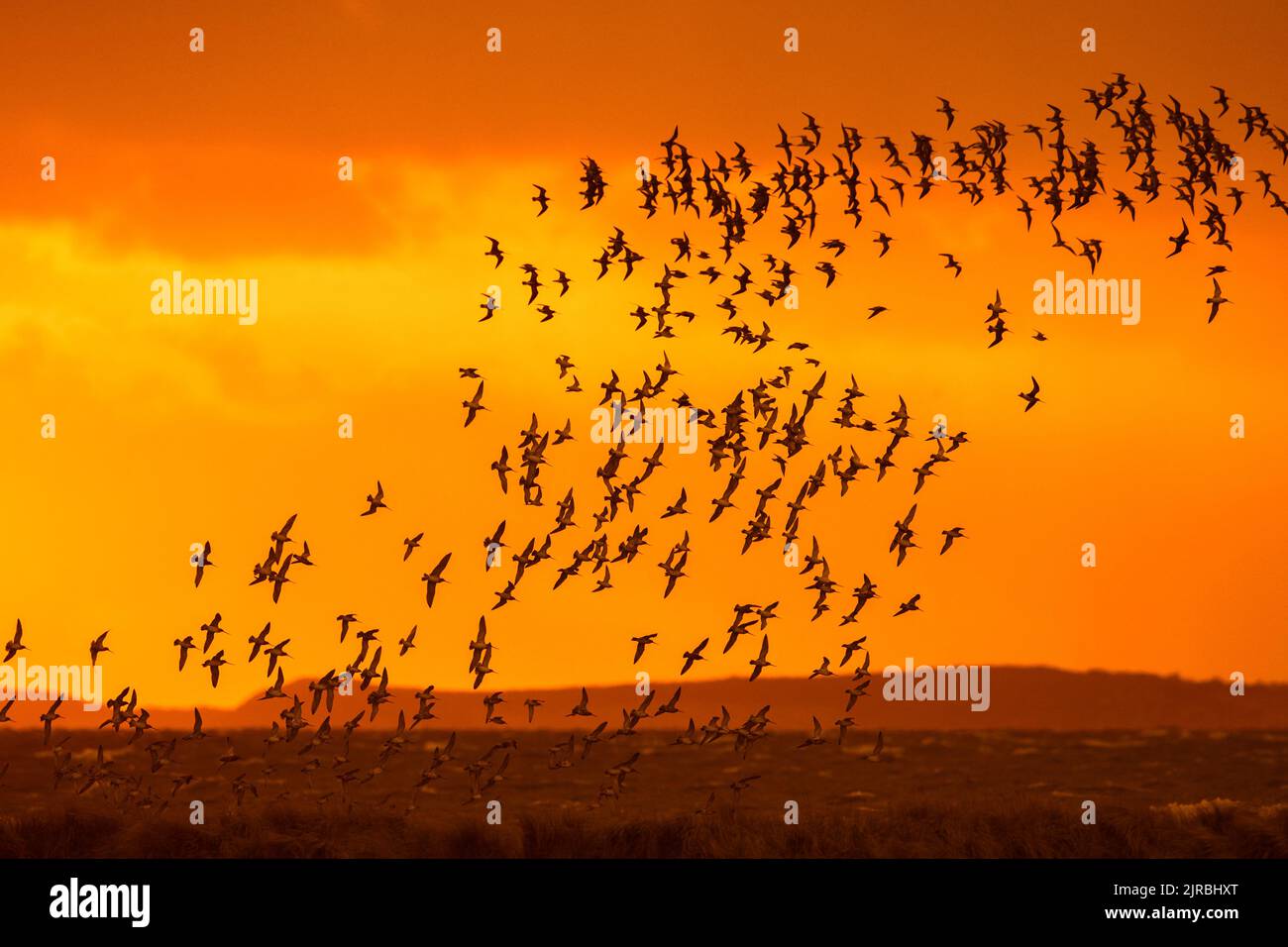 Enorme gregge di godwits dalla coda di bar (Limosa laponica) e nodi rossi in volo, in primavera, si stagliò contro il cielo arancione del tramonto lungo la costa del Mare del Nord Foto Stock