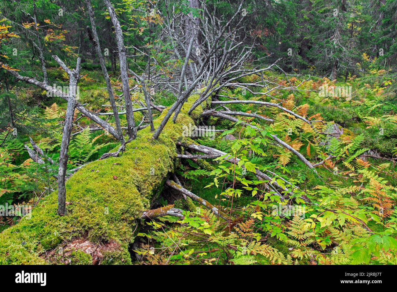 Caduto tronco di conifere morto coperto di muschio e felci in autunno / caduta foresta nel Parco Nazionale Fulufjället, Dalarna, Svezia Foto Stock