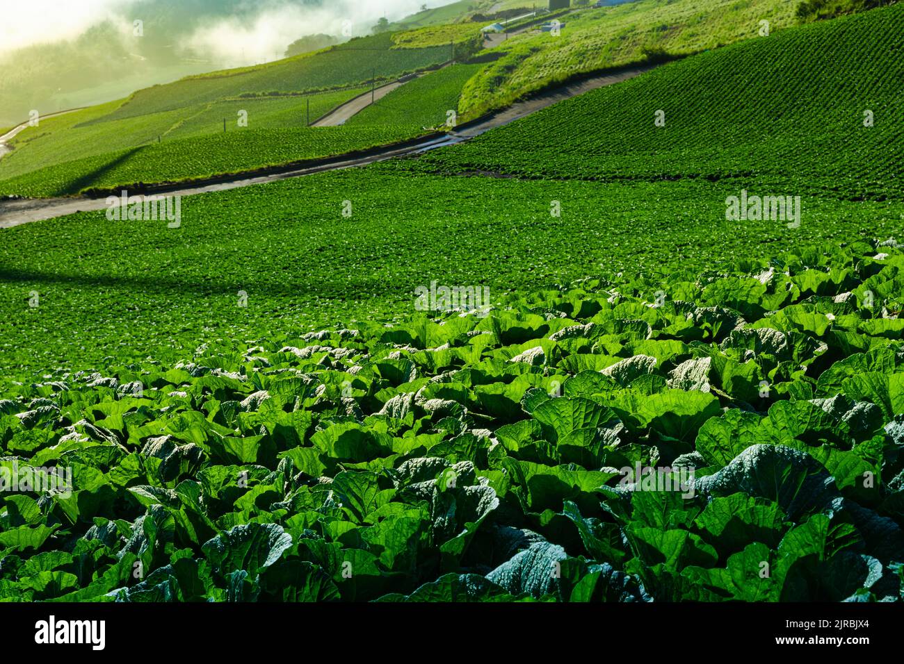 Campo di cavolo paesaggio di verdure verdi coltivate in una bella zona alpina illuminata dal sole del mattino. Taebaek-si, Gangwon-do, Corea del Sud. Foto Stock