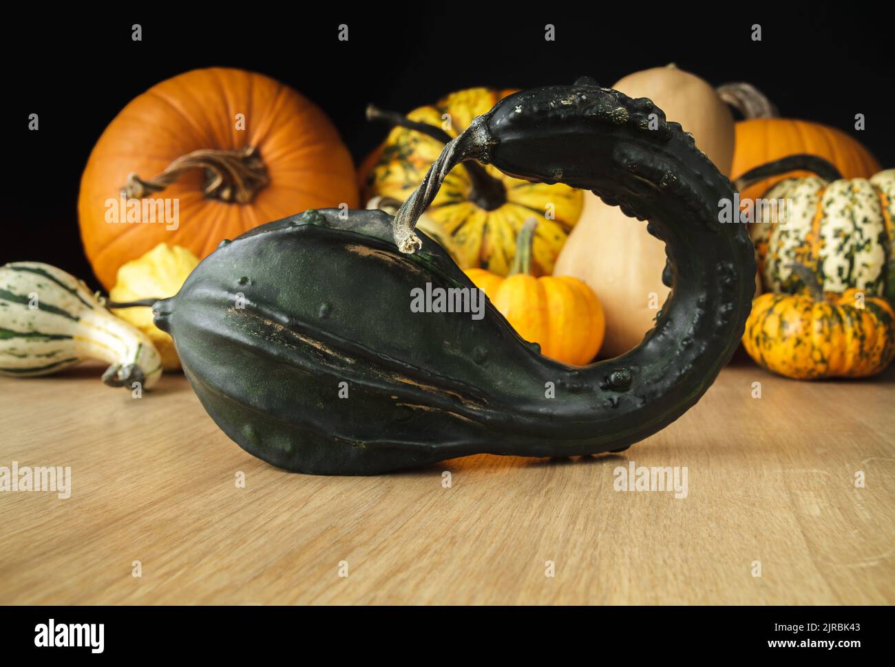 Varietà di zucche e zucche commestibili e decorative. Composizione autunnale di diversi tipi di squash su tavola di legno. Foto Stock
