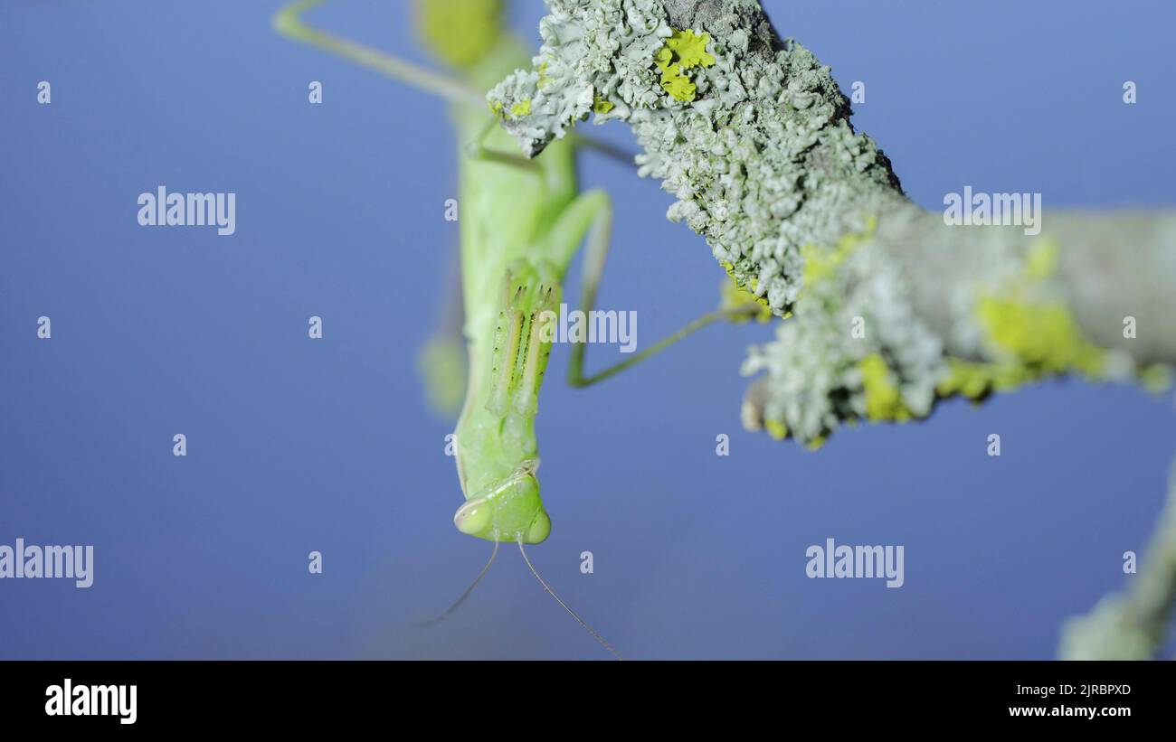 Primo piano ritratto frontale di verde che prega mantis è appeso sotto il ramo dell'albero e guarda su obiettivo fotocamera su erba verde e sfondo cielo blu. Europeo Foto Stock