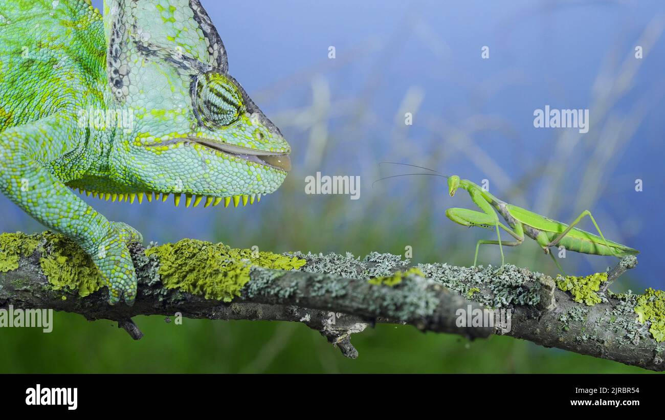 Primo piano, verde maturo camaleonte velato guardando curiosamente a pregare mantis. Chameleon a testa conica o chameleon dello Yemen (Chamaeleo calyptratus) e il sistema di calcolo Foto Stock