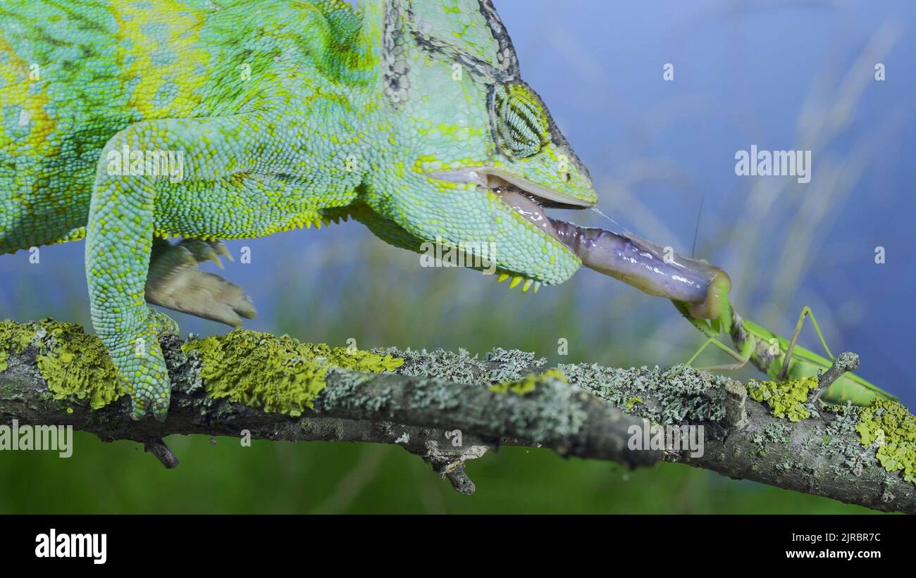 Primo piano delle cacce mature di camaleonte velate sparando la lingua al mantis di preghiera. Camaleonte a testa conica o camaleonte dello Yemen (Chamaeleo calyptratus) e Tr Foto Stock