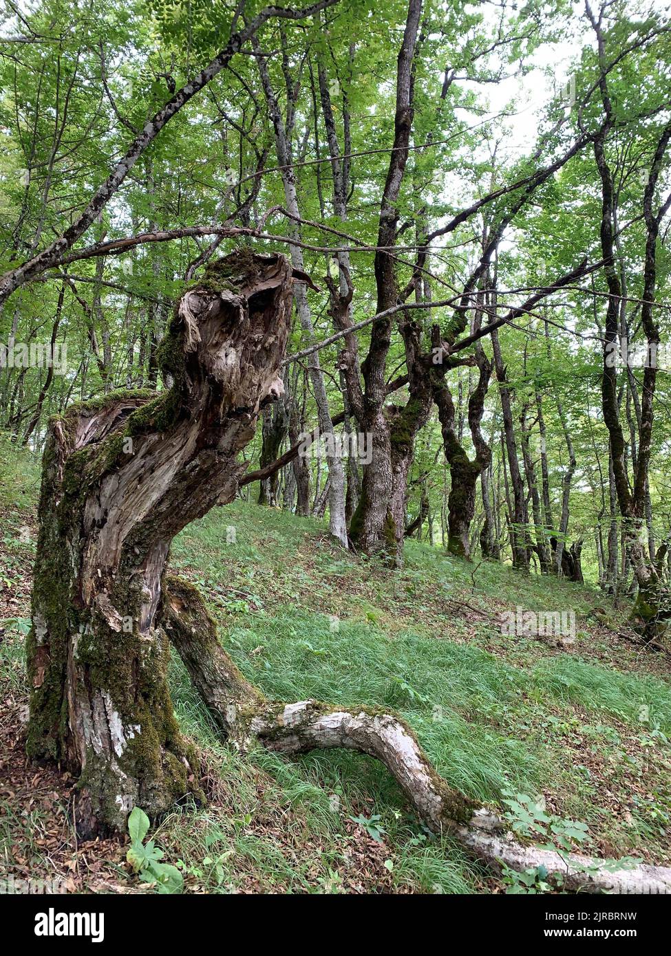 Riserva forestale di Perućica nel Parco Nazionale di Sutjeska, Bosnia ed Erzegovina. Una delle ultime foreste primordiali d'Europa, patrimonio dell'umanità dell'UNESCO. Foto Stock