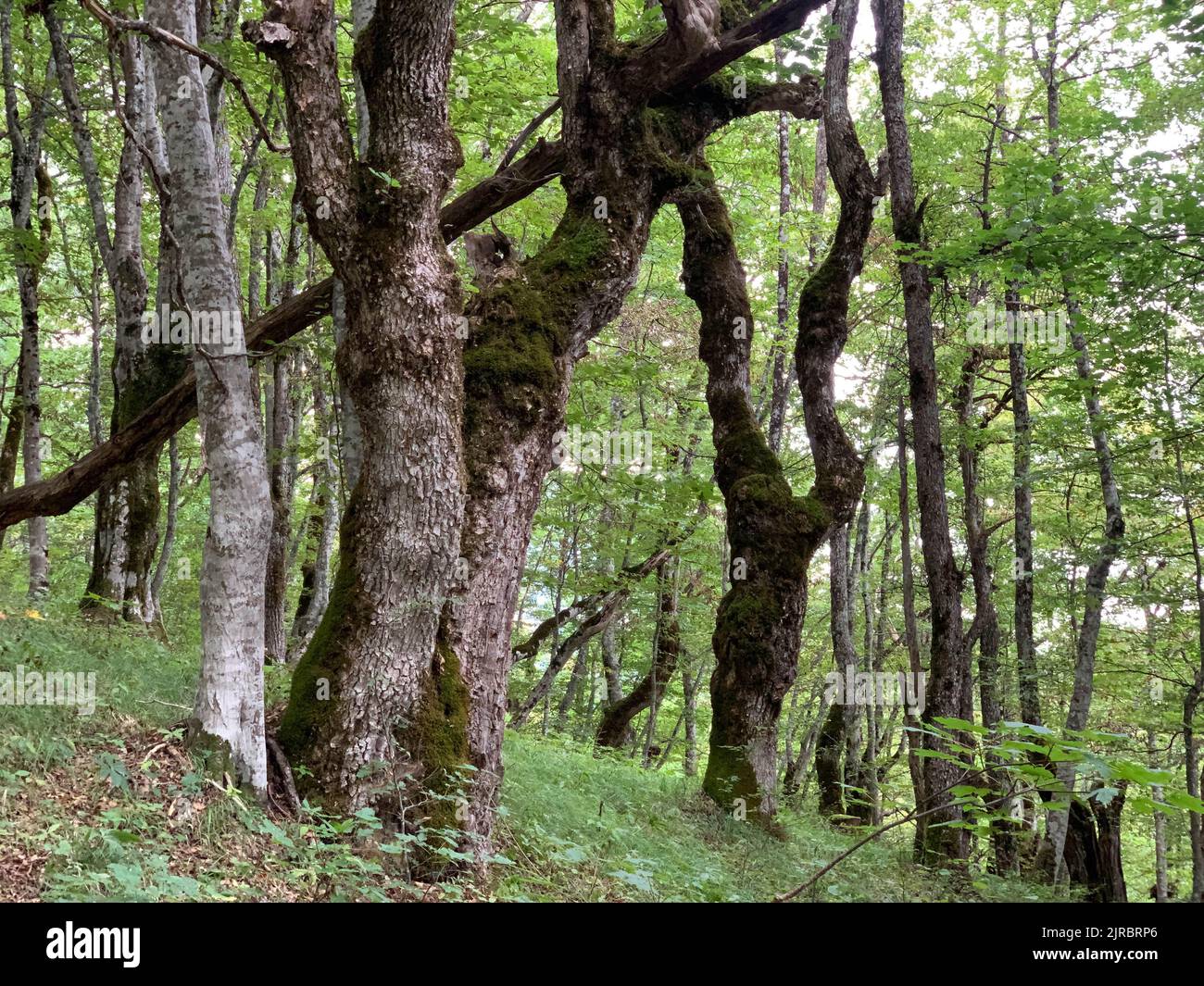 Riserva forestale di Perućica nel Parco Nazionale di Sutjeska, Bosnia ed Erzegovina. Una delle ultime foreste primordiali d'Europa, patrimonio dell'umanità dell'UNESCO. Foto Stock