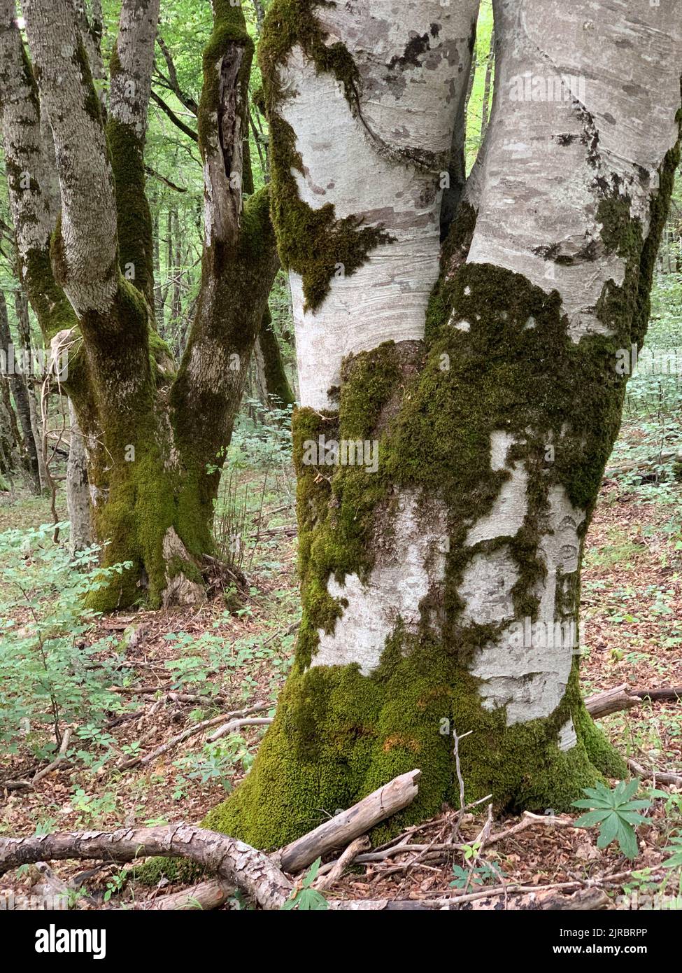 Riserva forestale di Perućica nel Parco Nazionale di Sutjeska, Bosnia ed Erzegovina. Una delle ultime foreste primordiali d'Europa, patrimonio dell'umanità dell'UNESCO. Foto Stock