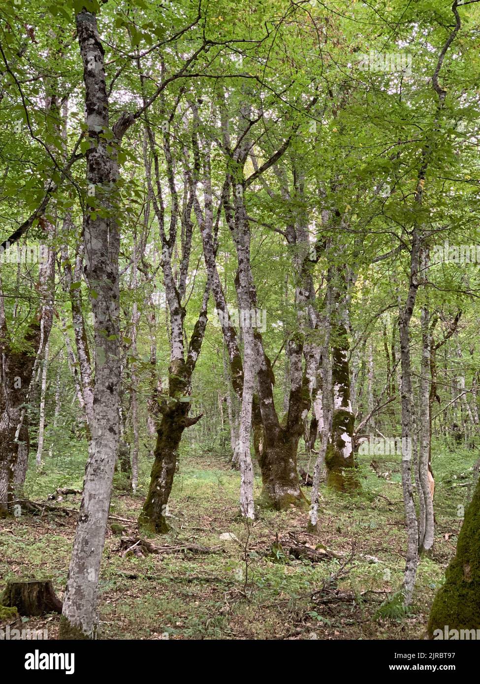 Riserva forestale di Perućica nel Parco Nazionale di Sutjeska, Bosnia ed Erzegovina. Una delle ultime foreste primordiali d'Europa, patrimonio dell'umanità dell'UNESCO. Foto Stock