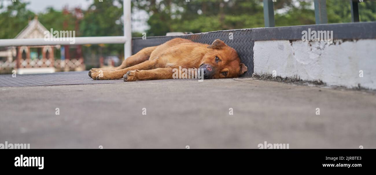 Un cane vagante dall'aspetto molto triste con un naso ferito che giace sul marciapiede. Foto Stock