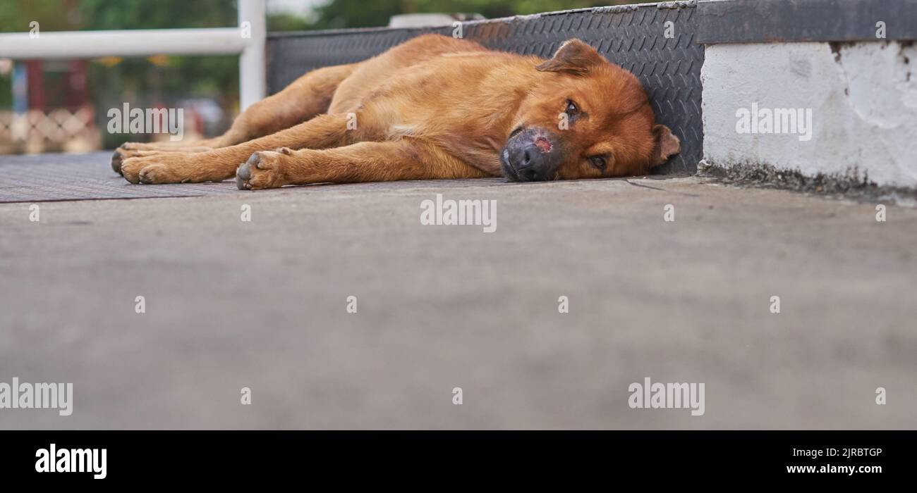 Un cane vagante dall'aspetto molto triste con un naso ferito che giace sul marciapiede. Foto Stock