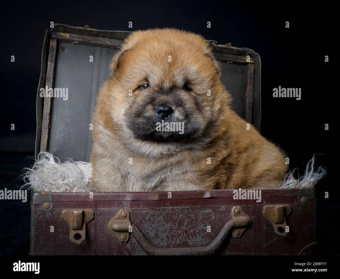 Cucciolo maschio Chow Chow in una vecchia valigia. Foto Stock