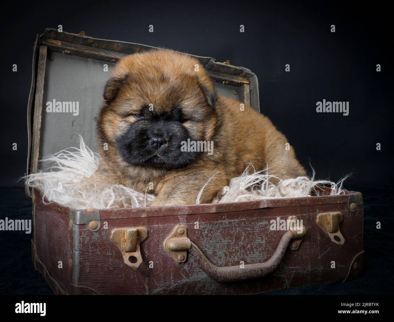 Cucciolo Chow Chow femmina in una vecchia valigia. Foto Stock