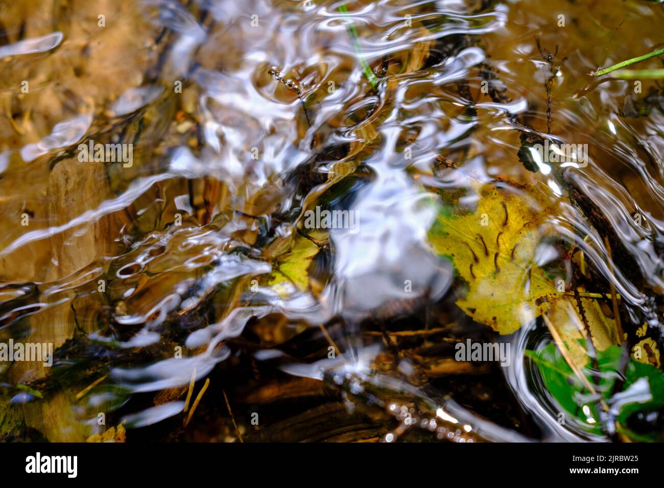 Foglie cadute, rami, acque fluiscono e riflessi del sole in un torrente in primo piano Foto Stock