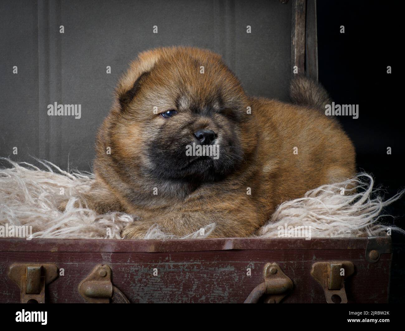 Cucciolo Chow Chow femmina in una vecchia valigia. Foto Stock