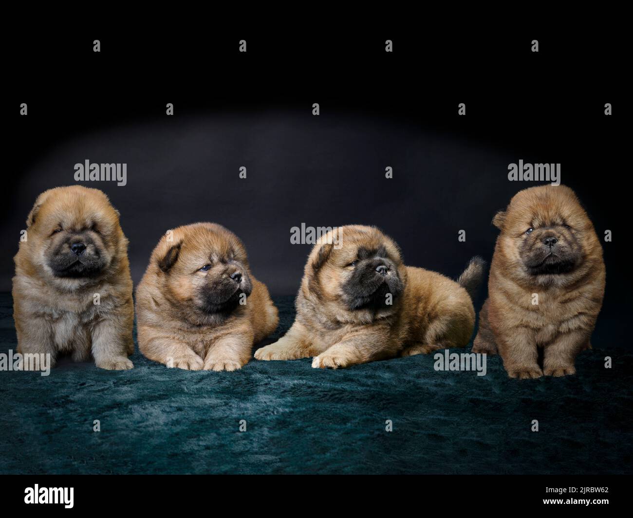 Studio ritratto di una cucciolata di cuccioli Chow Chow. Foto Stock