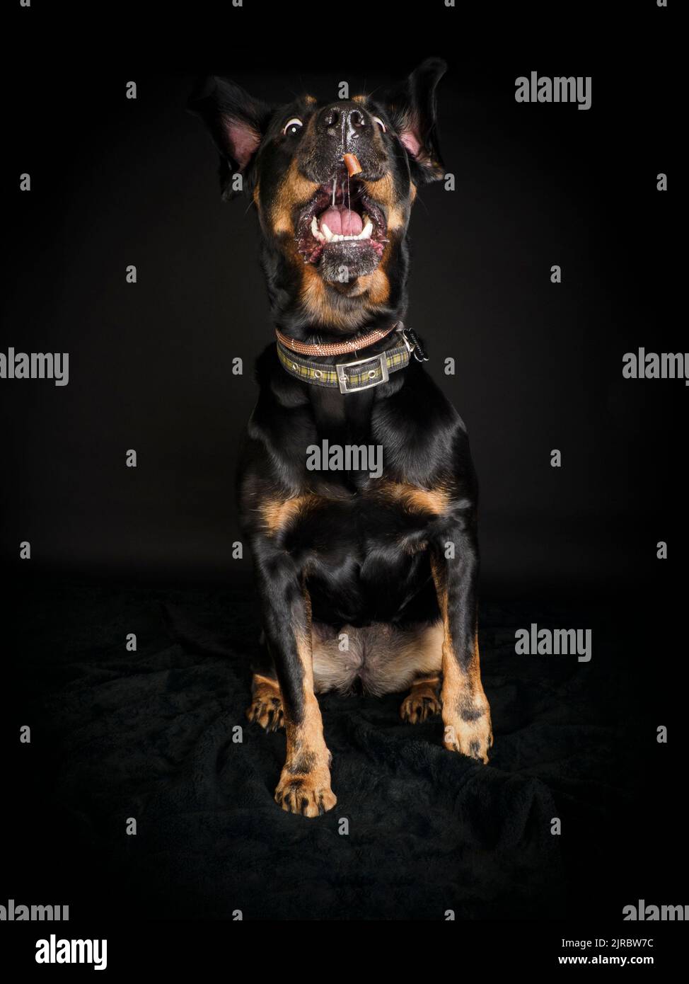 Studio ritratto di un Rottweiler cattura una delizia. Foto Stock