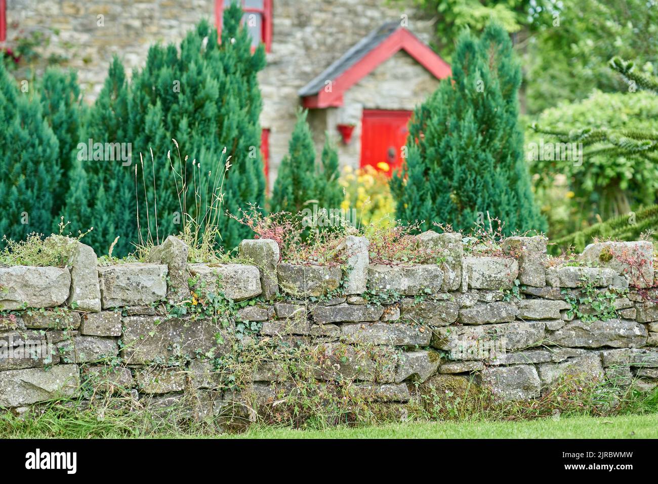 Fiori selvatici che crescono su un muro di pietra, con casa e giardino sullo sfondo Foto Stock