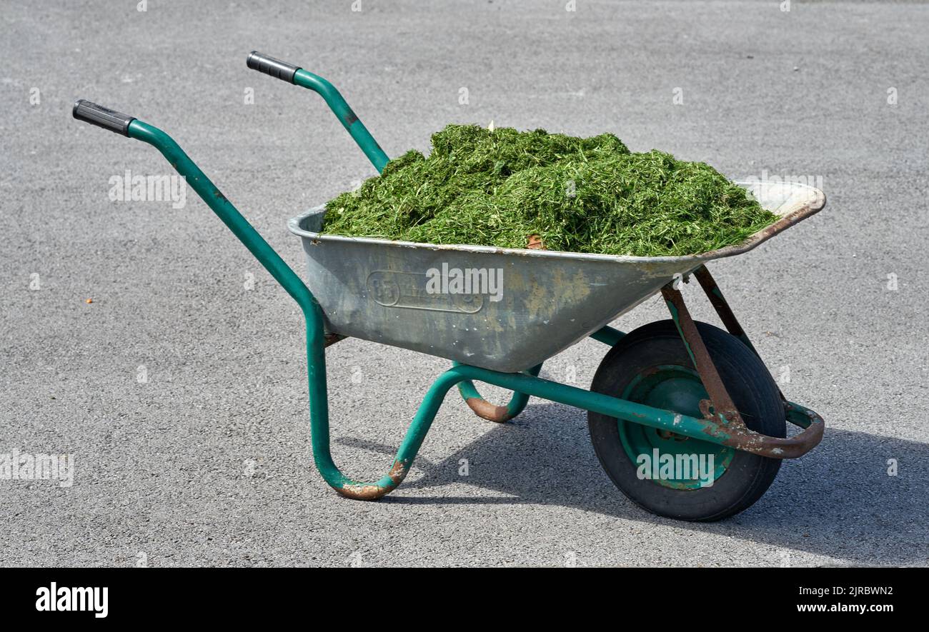 Una carriola piena di erba verde tagliata da un prato. Foto Stock