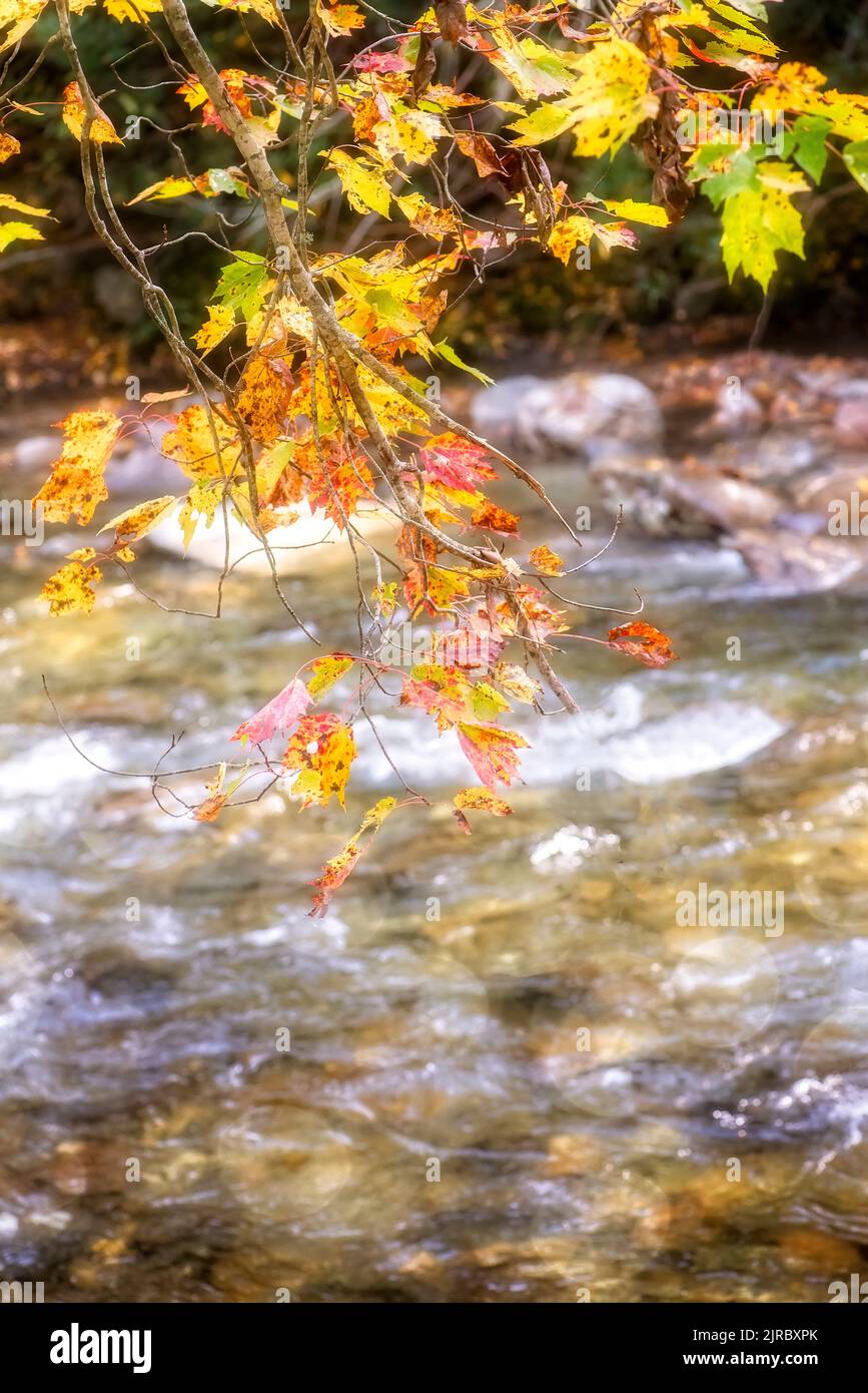 Foglie autunnali e sole caldo in autunno Foto Stock