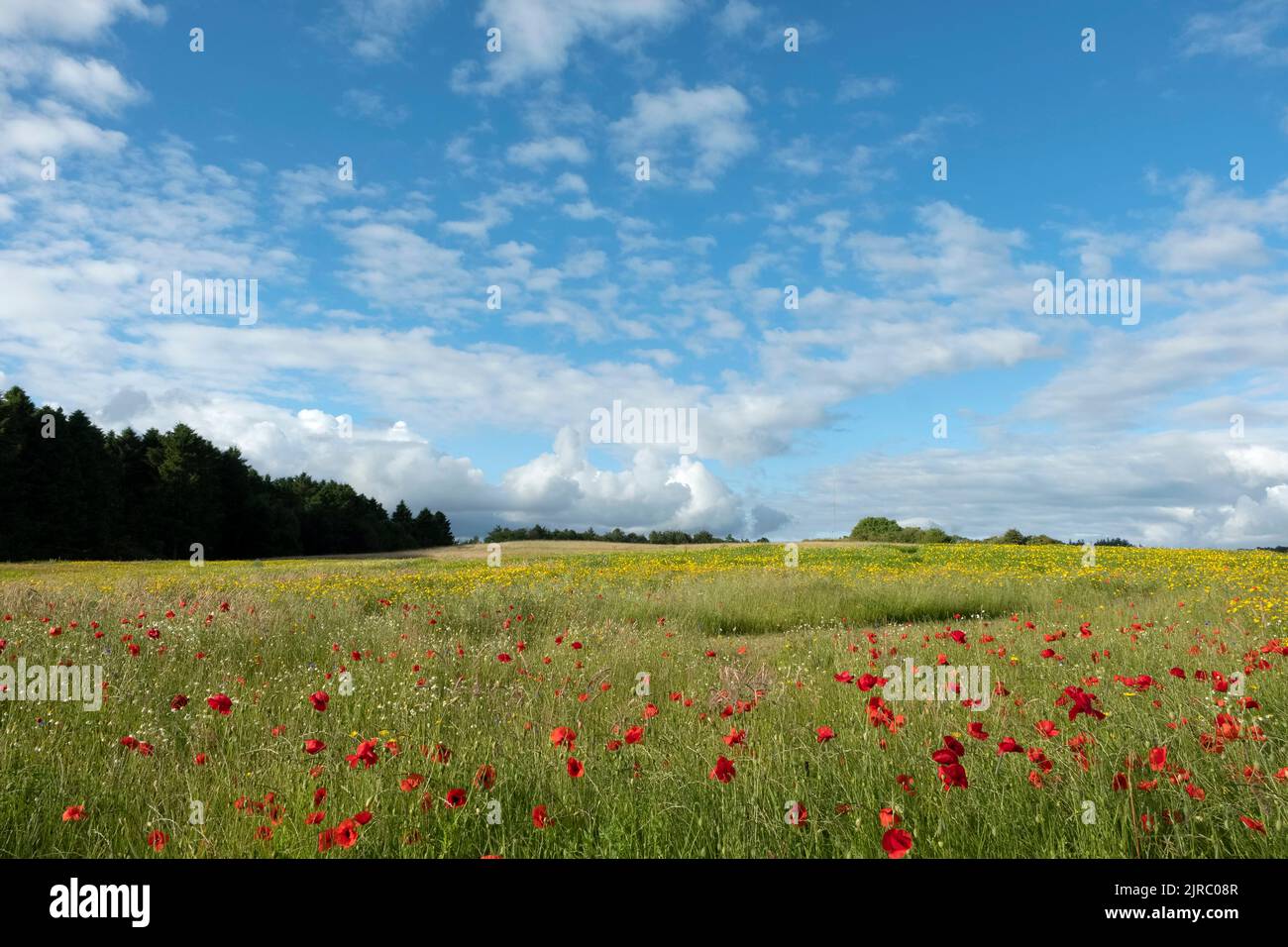 Campo di papavero Foto Stock