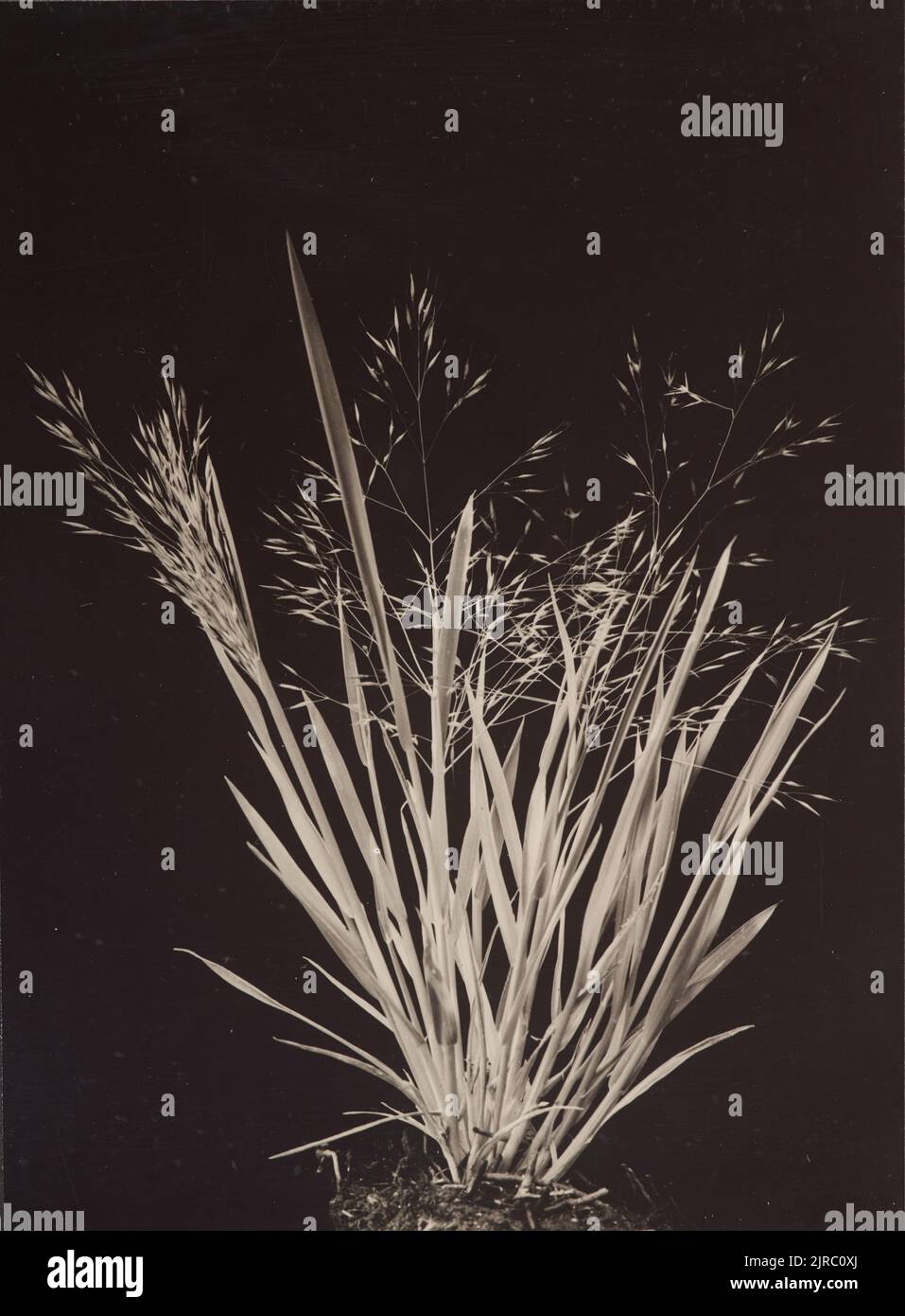 [Coastal Plant, Nelson], 1920s-1940s, Nelson, di William C Davies. Foto Stock